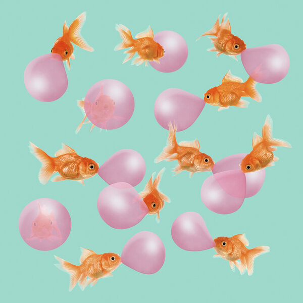 Photocircle Wandbild / Kunstdruck / Poster / Leinwand - Bubblegum Goldfish von Photocircle