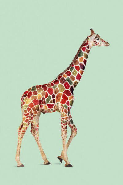 Photocircle Wandbild / Kunstdruck / Poster / Leinwand - Bunte Giraffe von Photocircle