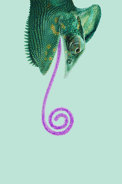 Photocircle Wandbild / Kunstdruck / Poster / Leinwand - Candy Chameleon von Photocircle