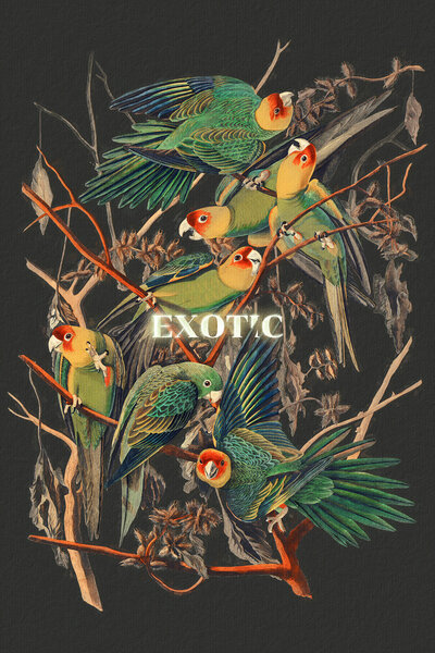 Photocircle Wandbild / Kunstdruck / Poster / Leinwand - Exotic von Photocircle