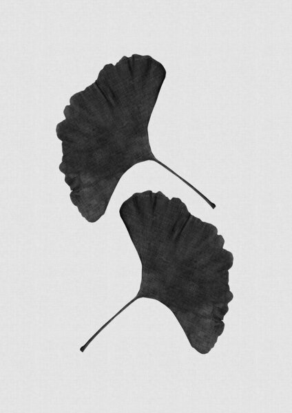 Photocircle Wandbild / Kunstdruck / Poster / Leinwand - Ginkgo Leaf Black & White II von Photocircle