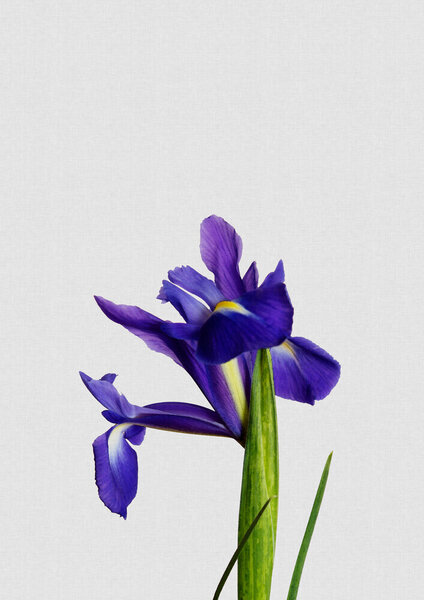 Photocircle Wandbild / Kunstdruck / Poster / Leinwand - Iris Still Life von Photocircle