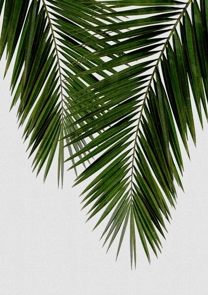 Photocircle Wandbild / Kunstdruck / Poster / Leinwand - Palm Leaf II von Photocircle