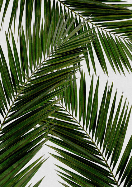 Photocircle Wandbild / Kunstdruck / Poster / Leinwand - Palm Leaf III von Photocircle