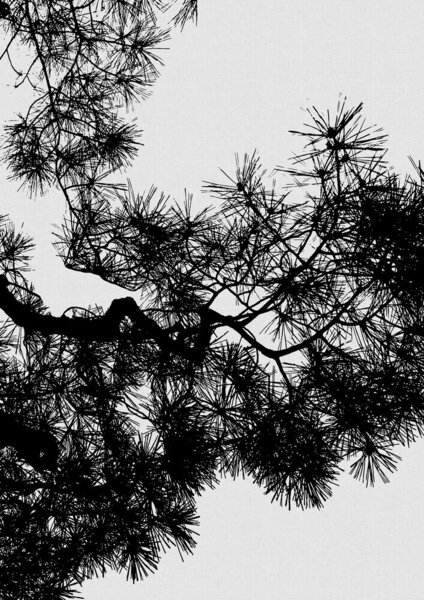 Photocircle Wandbild / Kunstdruck / Poster / Leinwand - Pine Tree Black & White von Photocircle