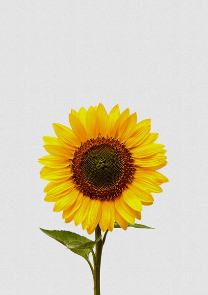 Photocircle Wandbild / Kunstdruck / Poster / Leinwand - Sunflower Still Life von Photocircle