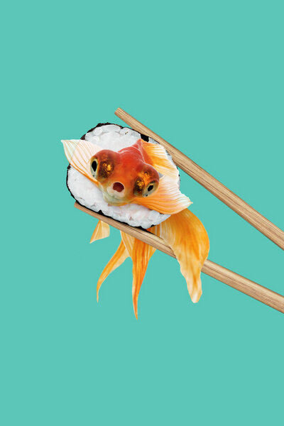 Photocircle Wandbild / Kunstdruck / Poster / Leinwand - Sushi Goldfish von Photocircle