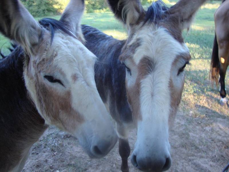 Brandi Versicherter Upgrade Versand Von First Class Auf Express von PointyPaws