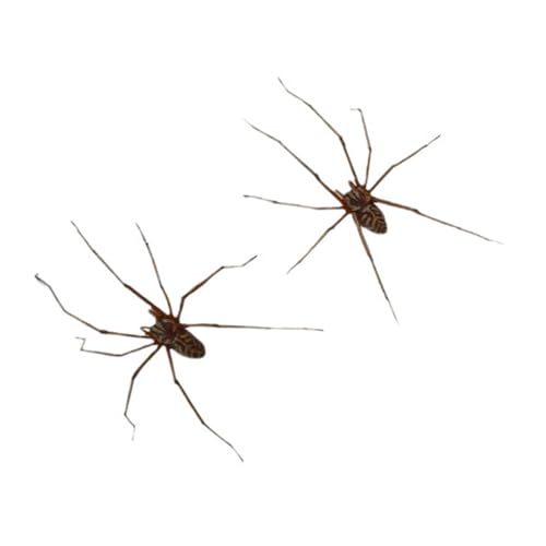 Stilvolle Spinnen Ohrringe Unisex Punk Mode Ohrschmuck PP Textur Ohrstolme Für Multifirtional Styling Spiders von Qcbuegof