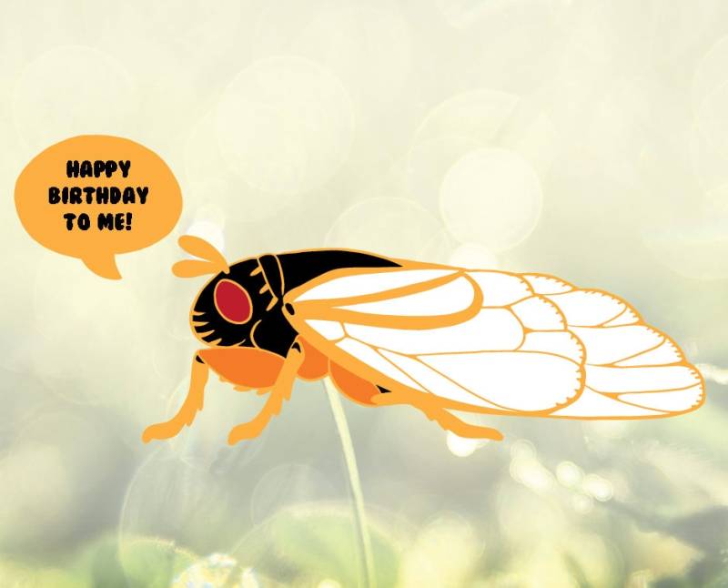 Brood X Cicada Emaille Pin Set von QueenCheetahDesigns