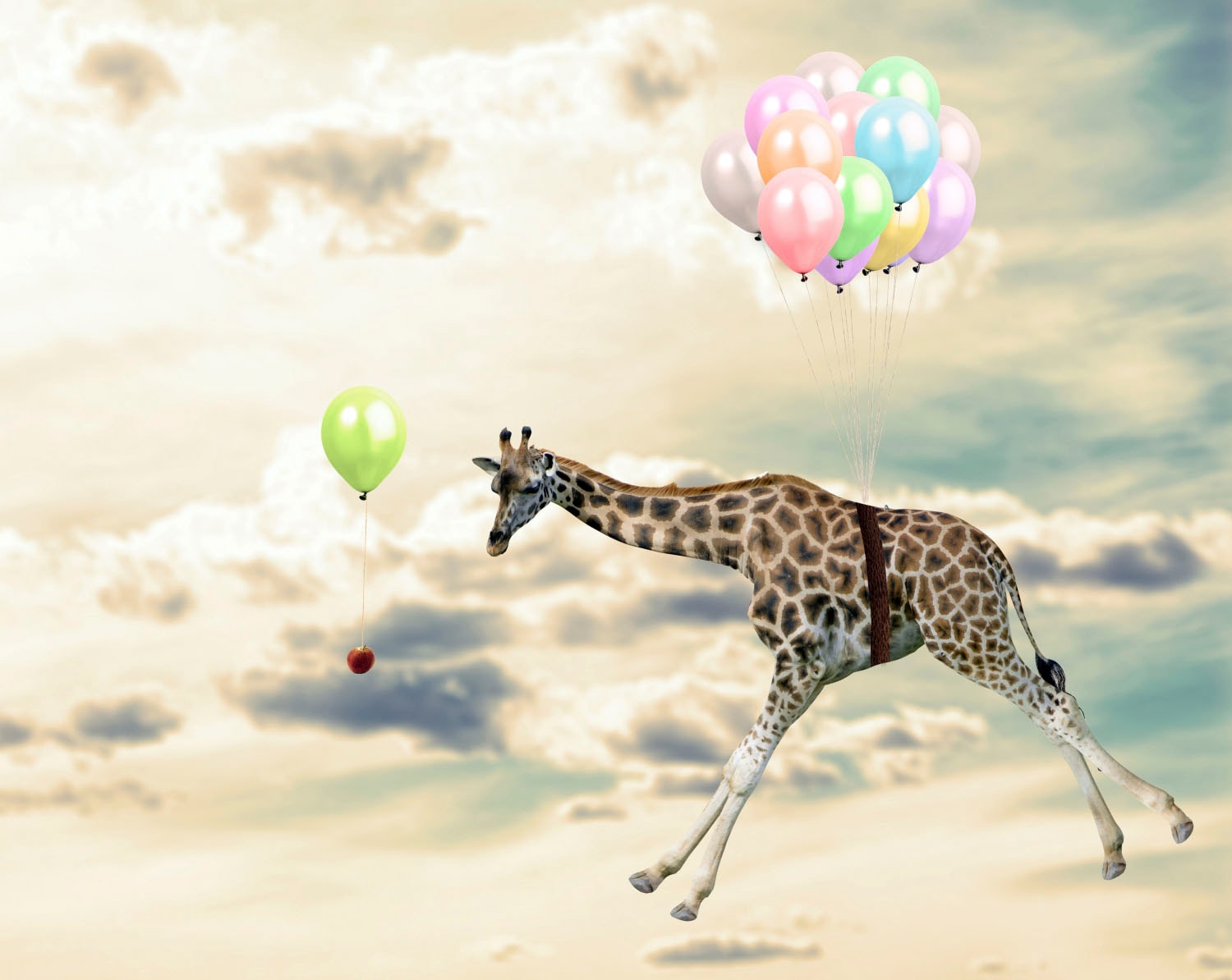 queence Acrylglasbild "fliegende Giraffe" Giraffe  Giraffen  Giraffen Bilder  Himmel  Himmelsbilder  Luftballon  Tiere Fine Art-Print in Galeriequalität von Queence