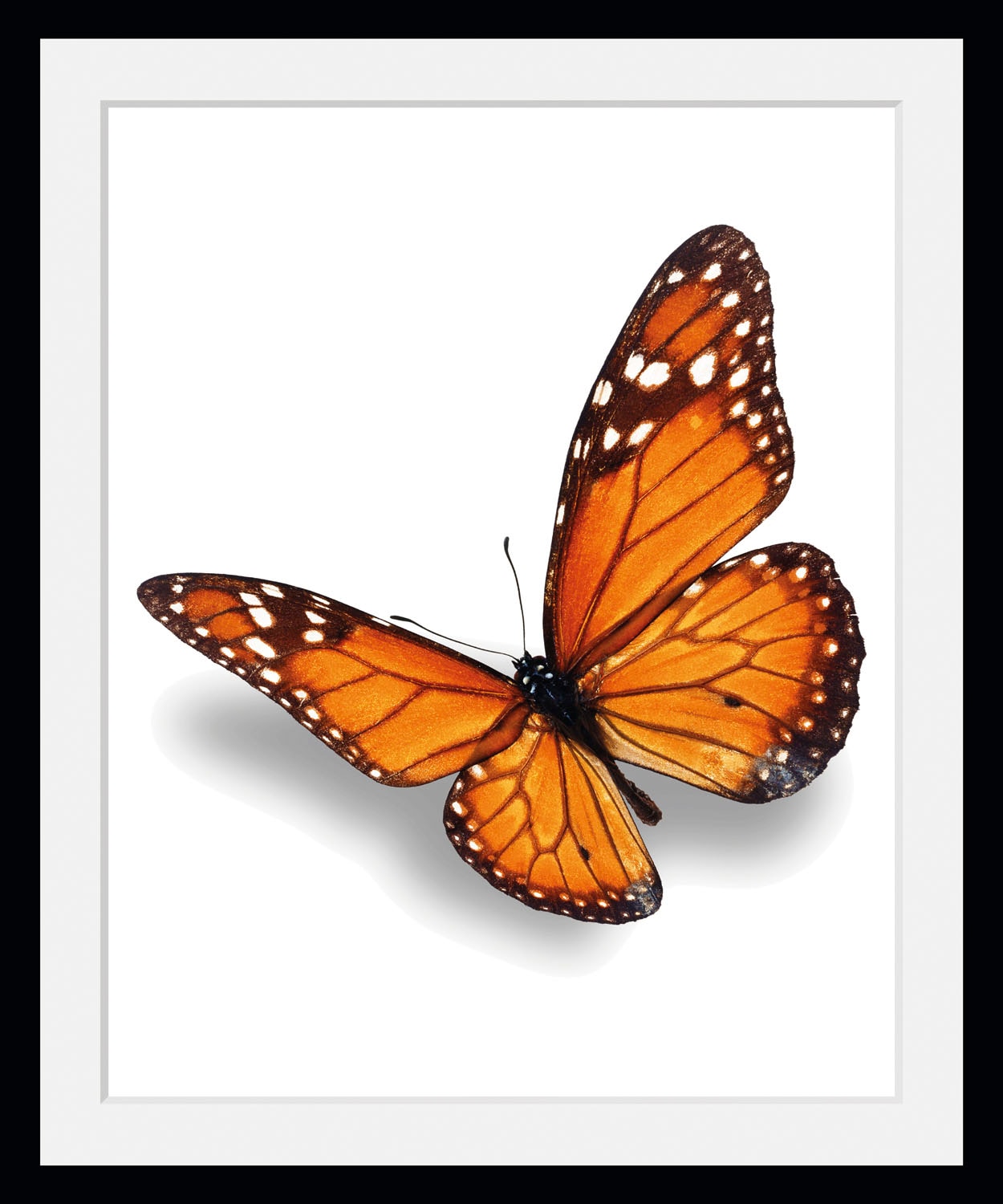 queence Bild "Evelina", Schmetterlinge-Kunst-Insekten-historische Ereignisse, (1 St.), HD Premium Poster-Druck inkl. Holzrahmen von Queence
