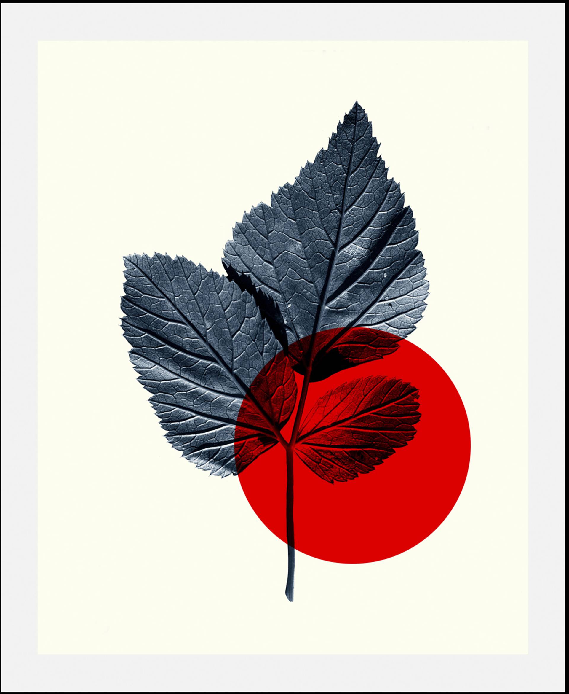 queence Bild "Focus" Abstrakt  Art  Figuren  Pflanzen  Pflanzenbilder 1 Stk. tlg. gerahmt von Queence