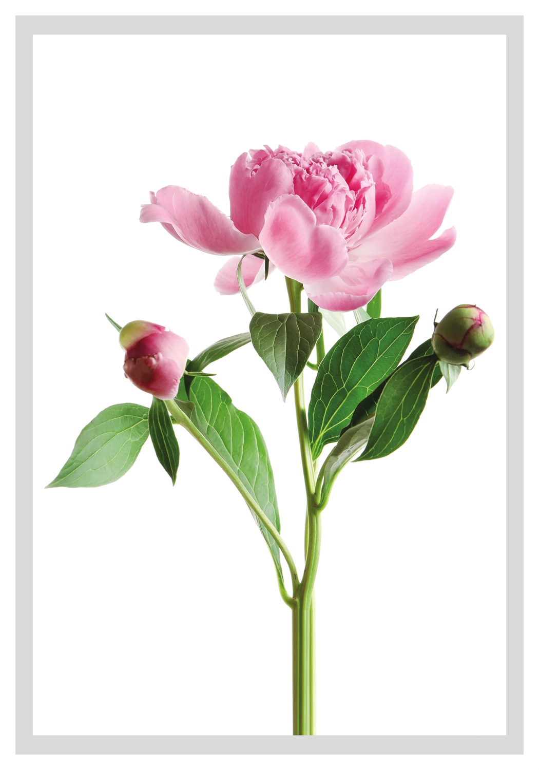 queence Bild "Gundula", Blumen, gerahmt, Rosen von Queence