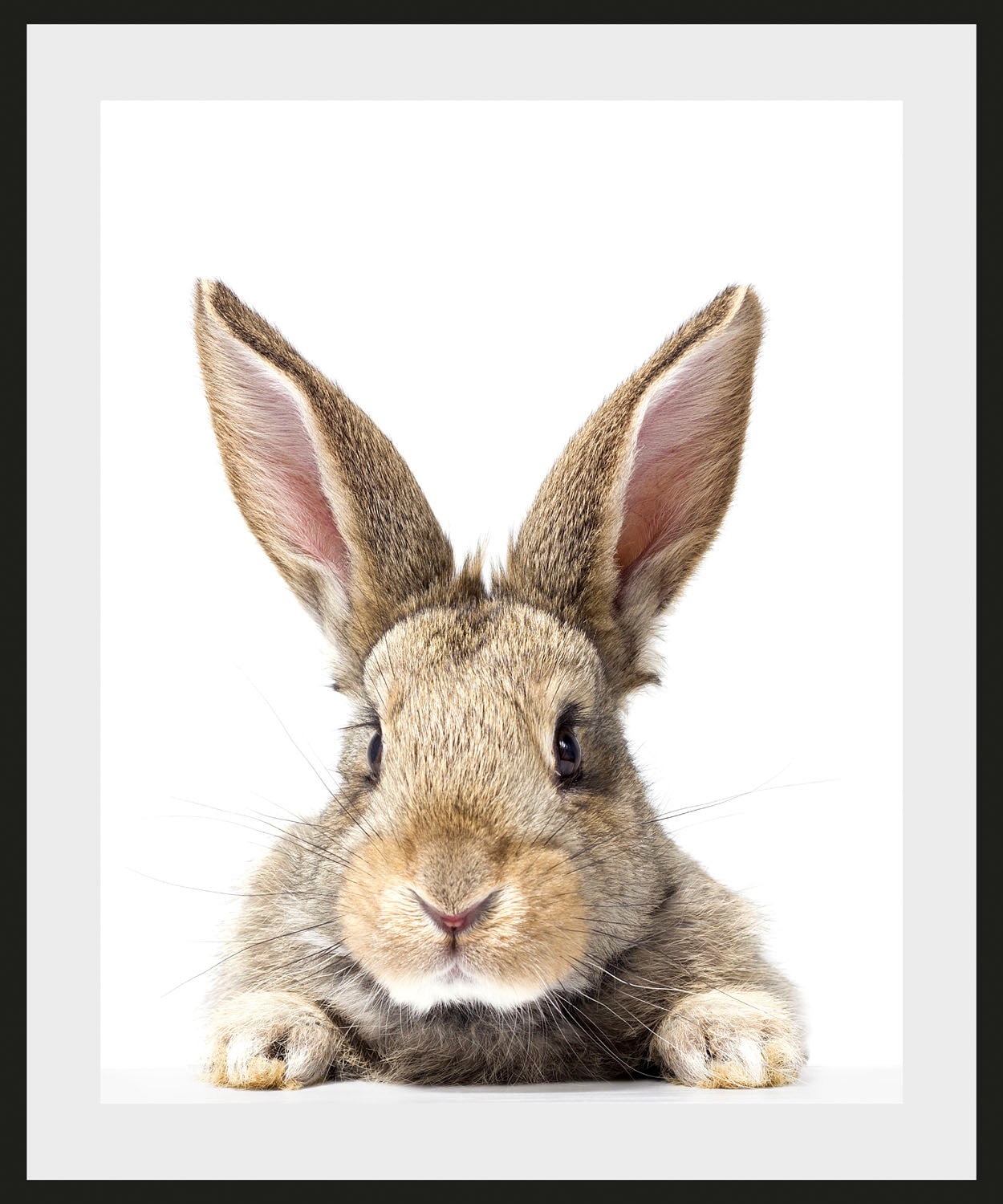 queence Bild "Joona", Hase-Hasen-Foto-Kunst-Haustiere, (1 St.), HD Premium Poster-Druck inkl. Holzrahmen von Queence