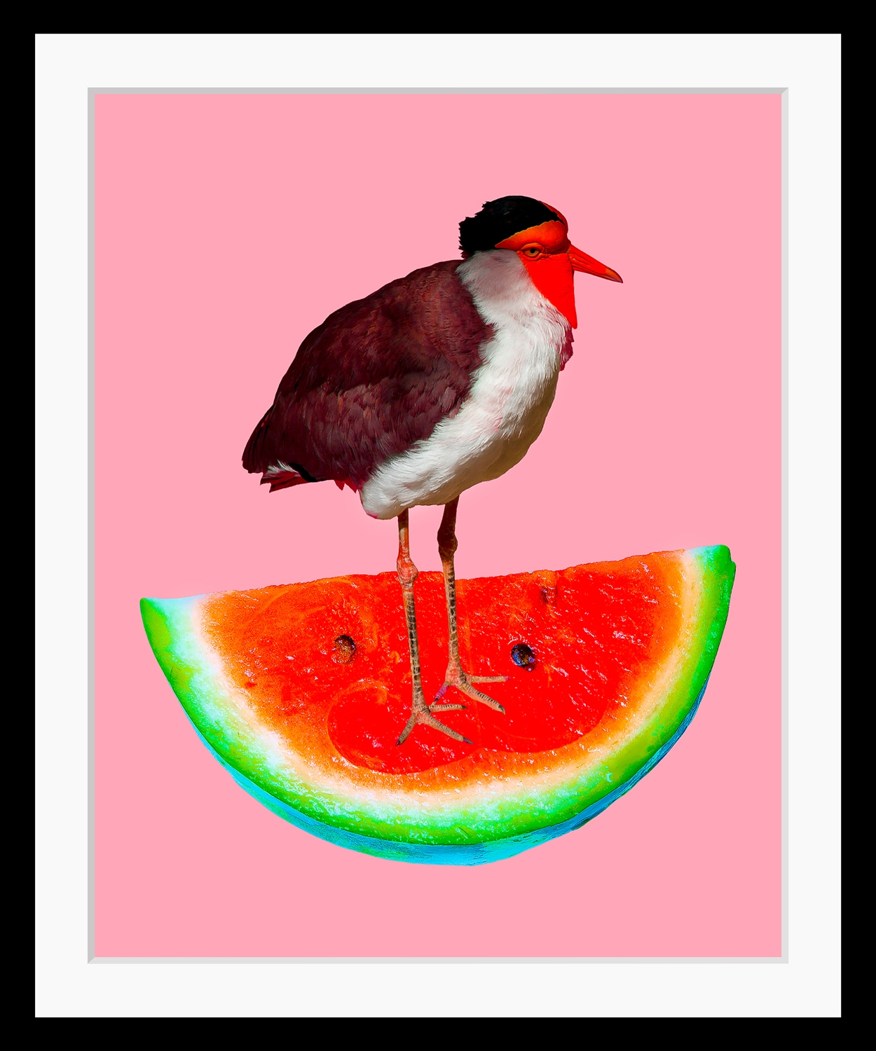 queence Bild "Josi", Wassermelone von Queence