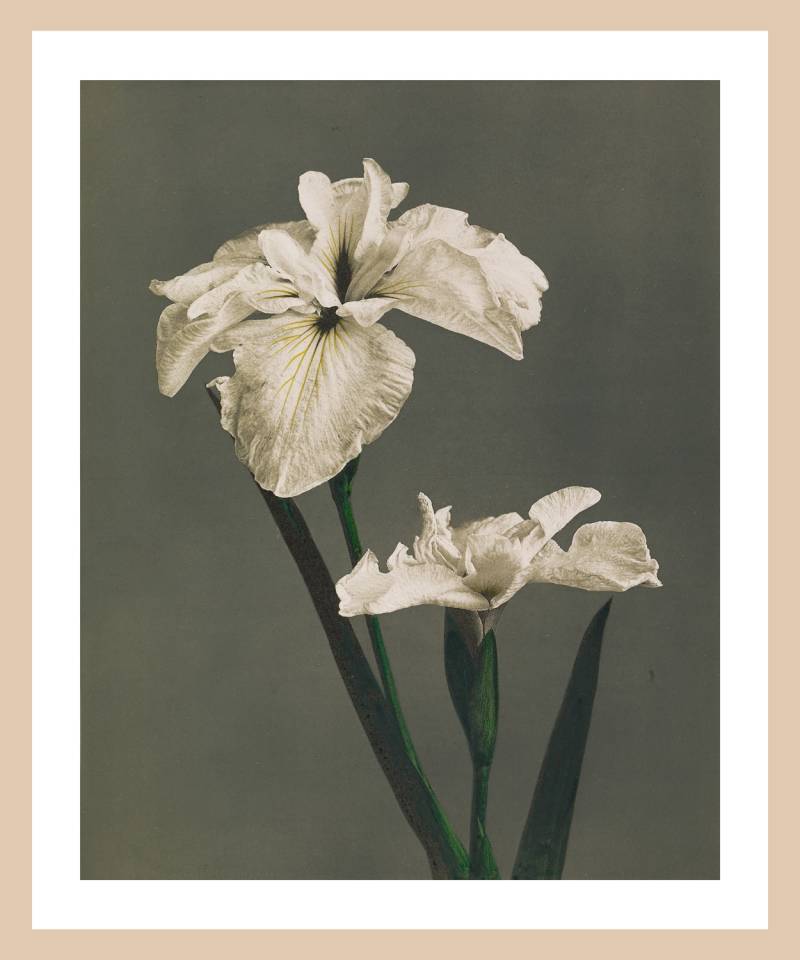 queence Bild mit Rahmen "Gwendolin" Premium Rahmenbild von Queence