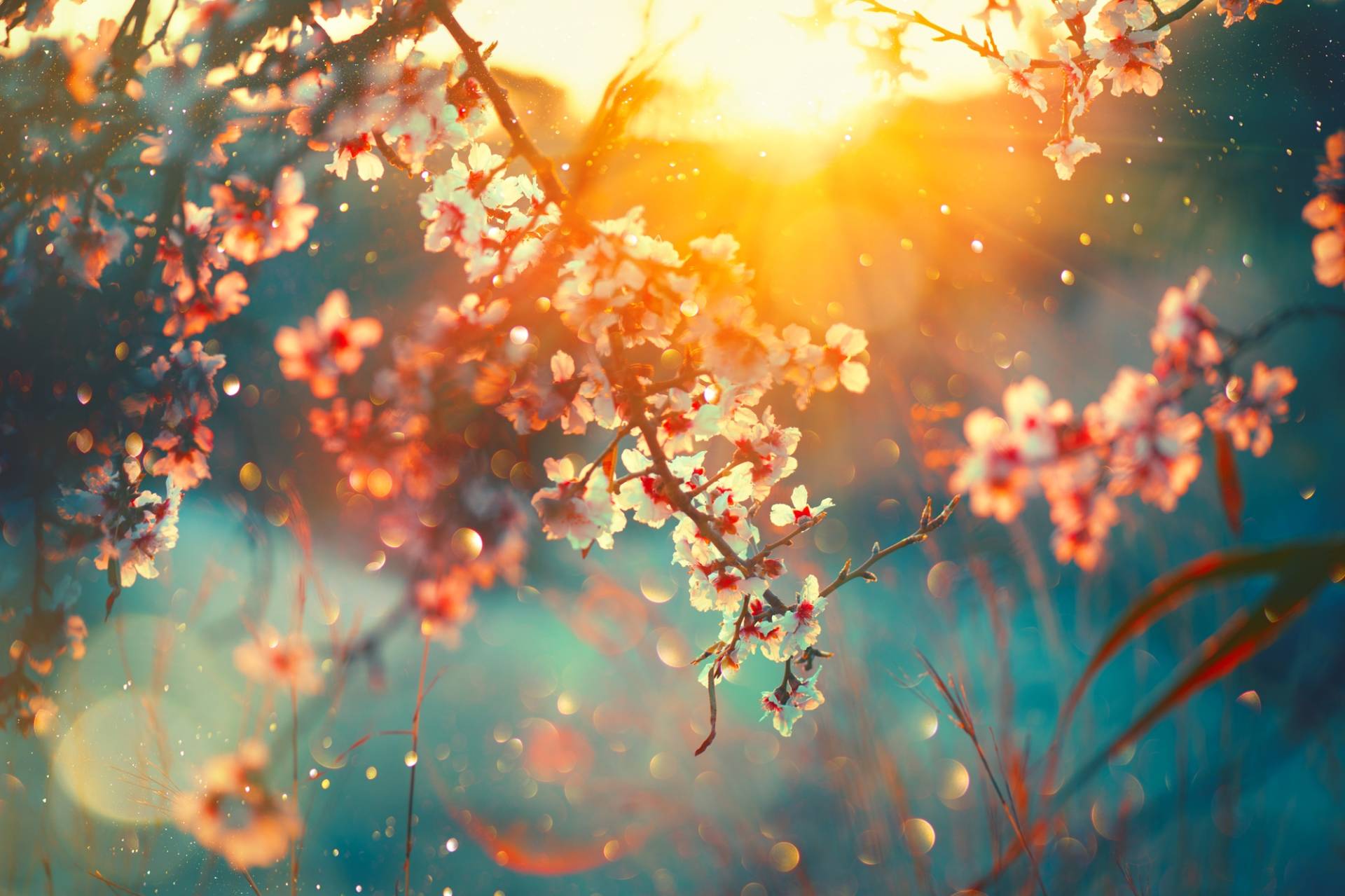 queence Leinwandbild "Cherry Blossom", Blätter-Blätterbilder-Blumen-Blumenbilder-Bilder vom Sonnenuntergang & -aufgang, (1 St.) von Queence