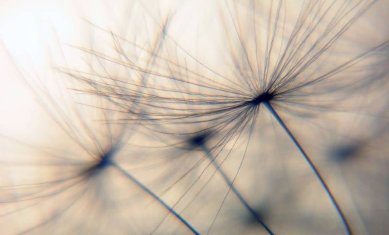 queence Wandsticker "Dandelion" Selbstklebend, kinderleichte Anbringung, Pusteblume, Sticker, beige von Queence