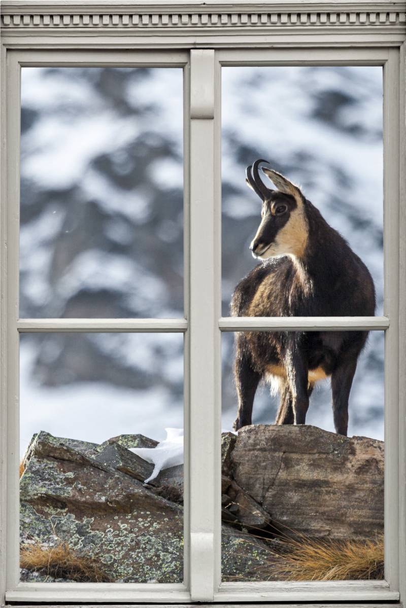 queence Wandsticker "Steinbock" Wandsticker, Wandbild, selbstklebend, 3D, Fenster von Queence