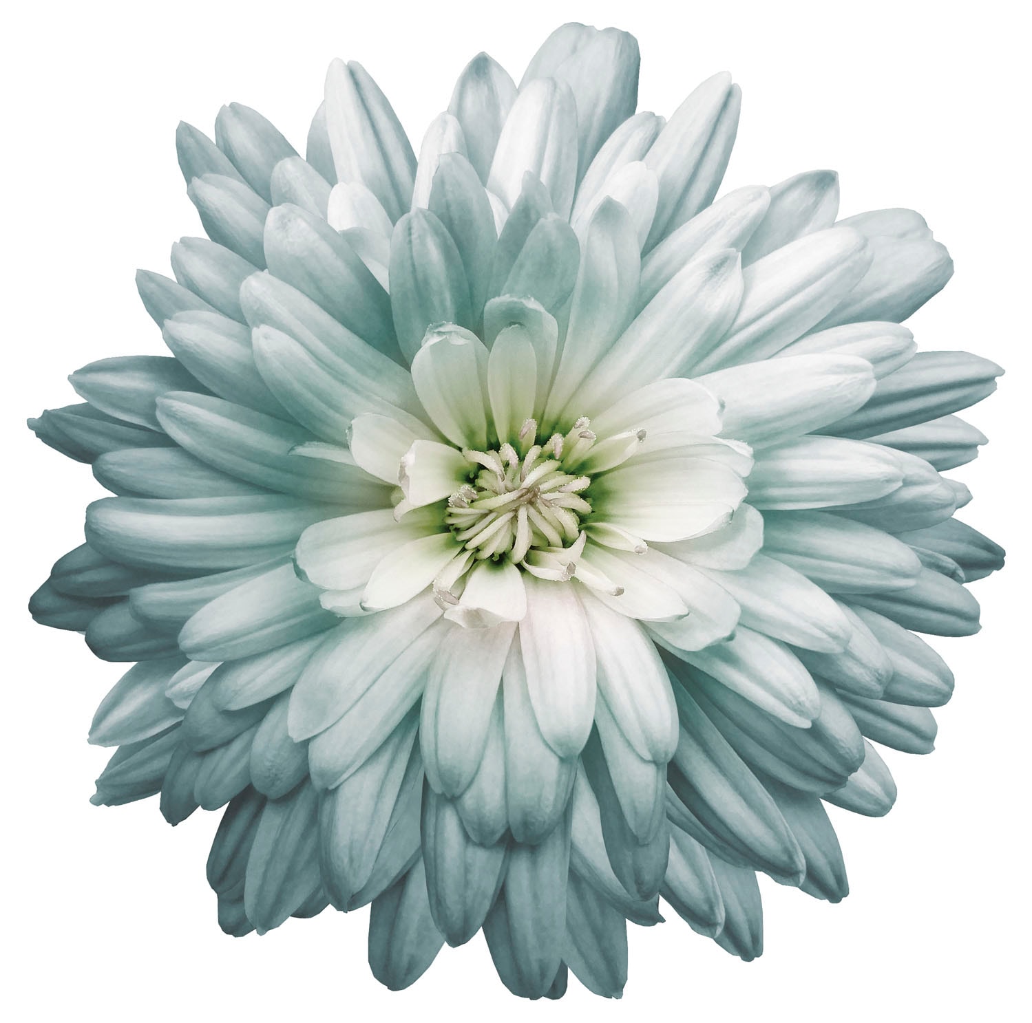 queence Wandtattoo "Luna", (1 St.), Wandbild, Sticker, Blume, Blüte, selbstklebend von Queence
