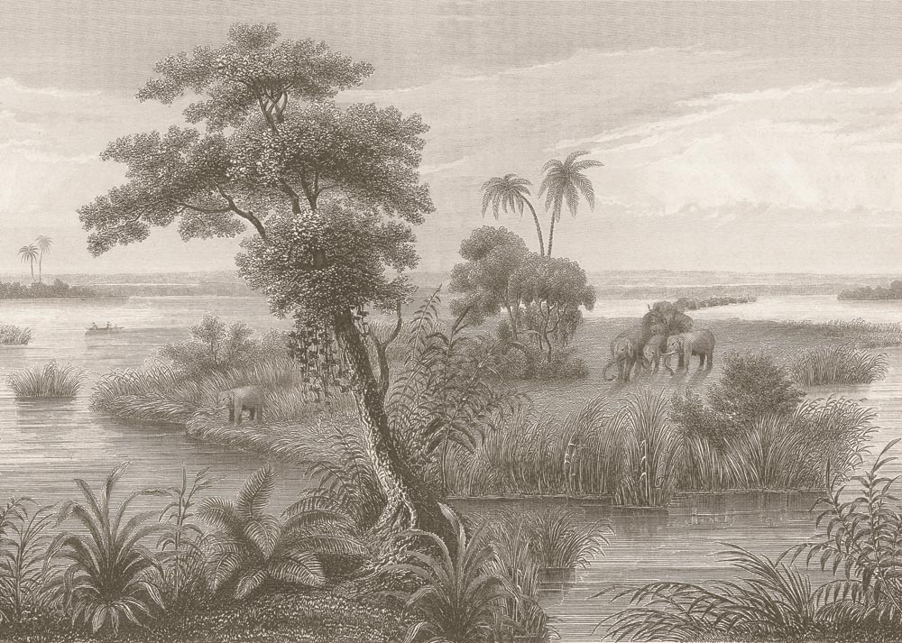 Rasch Fototapete "Vliestapete Lirirco 556162" tropisch glatt Dschungel von Rasch