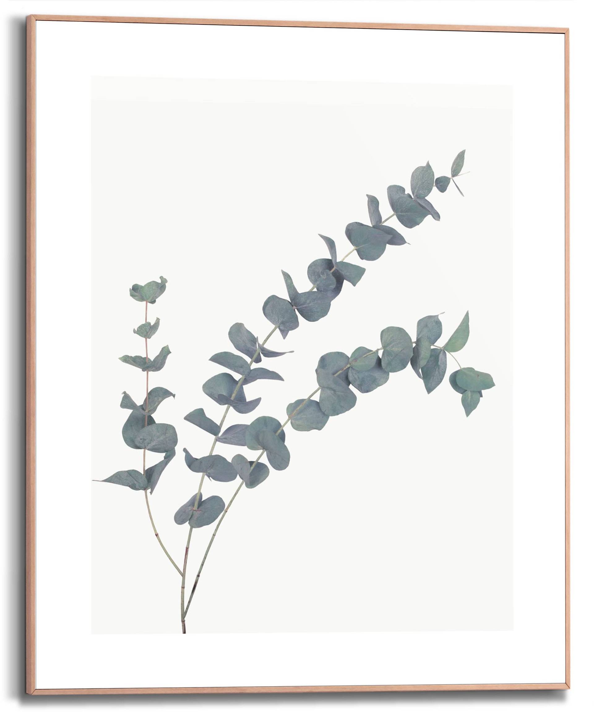 Reinders Bild mit Rahmen "Eucalyptus", (1 St.) von Reinders!