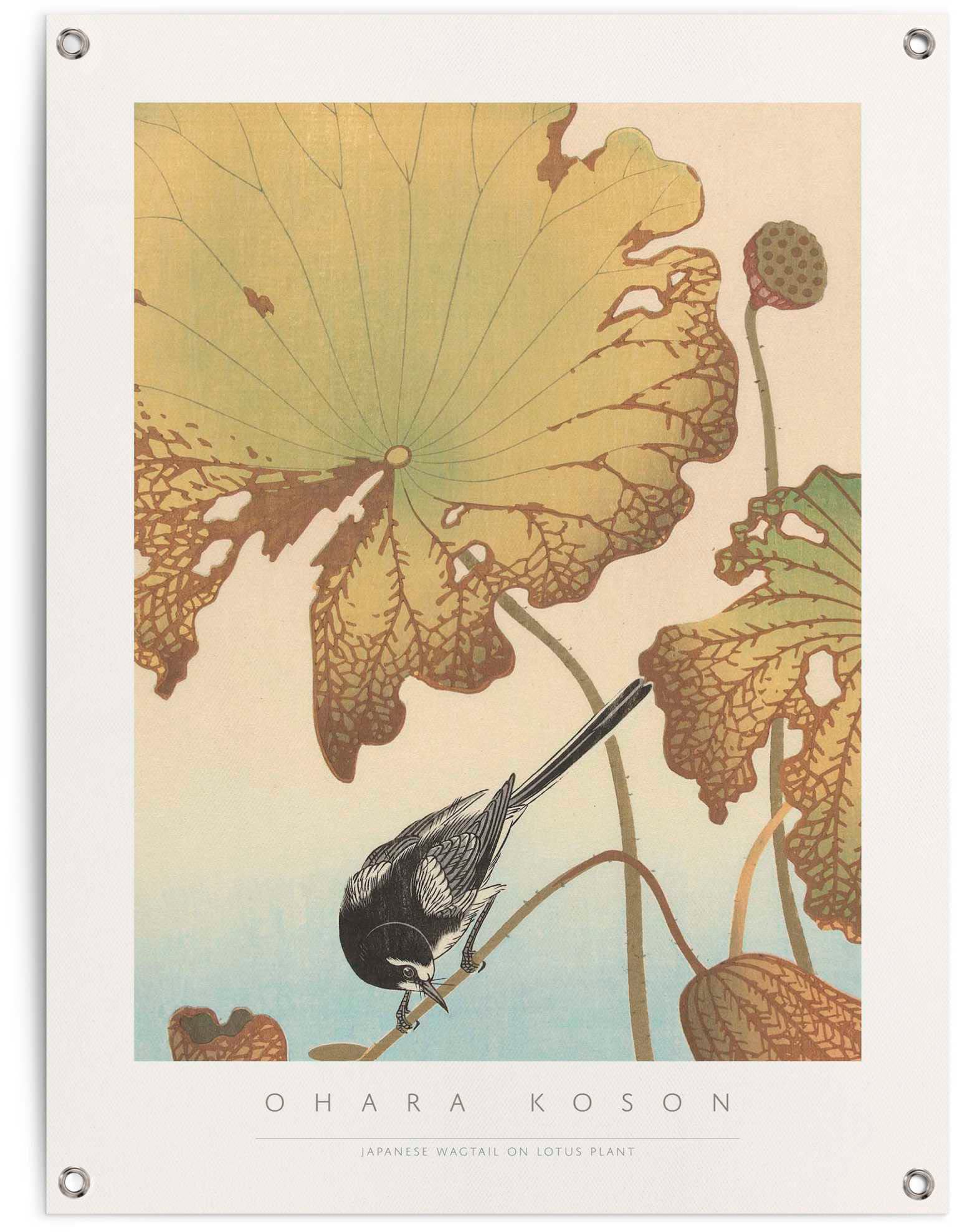 Reinders Poster "Bachstelze auf Lotuspflanze" von Reinders!