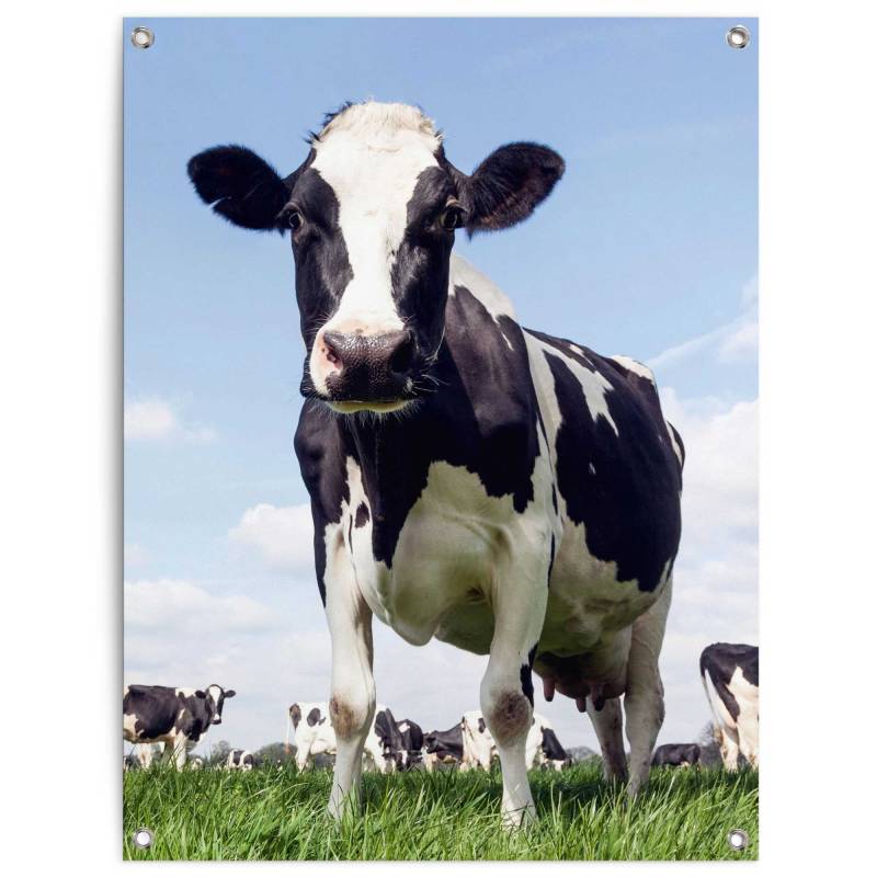 Reinders Poster "Dutch Cow" Garten - Kuh - Wiese - Grün - Leinwand - Tiere - 60x80 cm von Reinders!