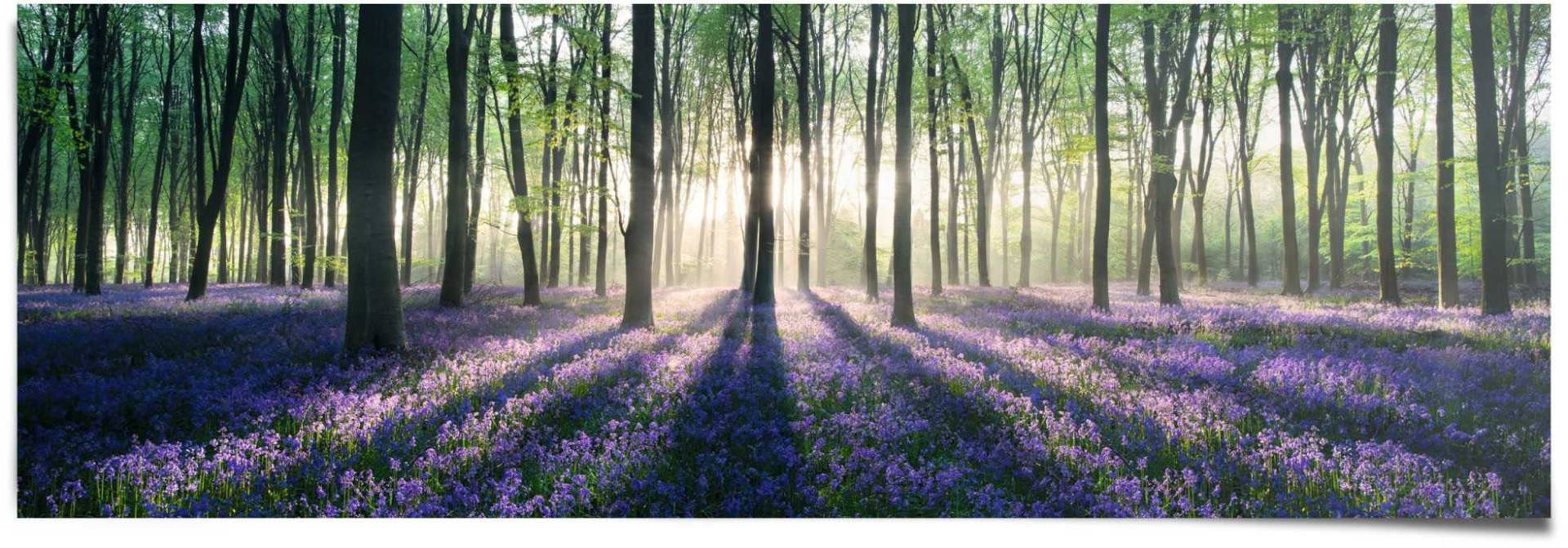 Reinders Poster "Glockenblumen im Wald", (1 St.) von Reinders!