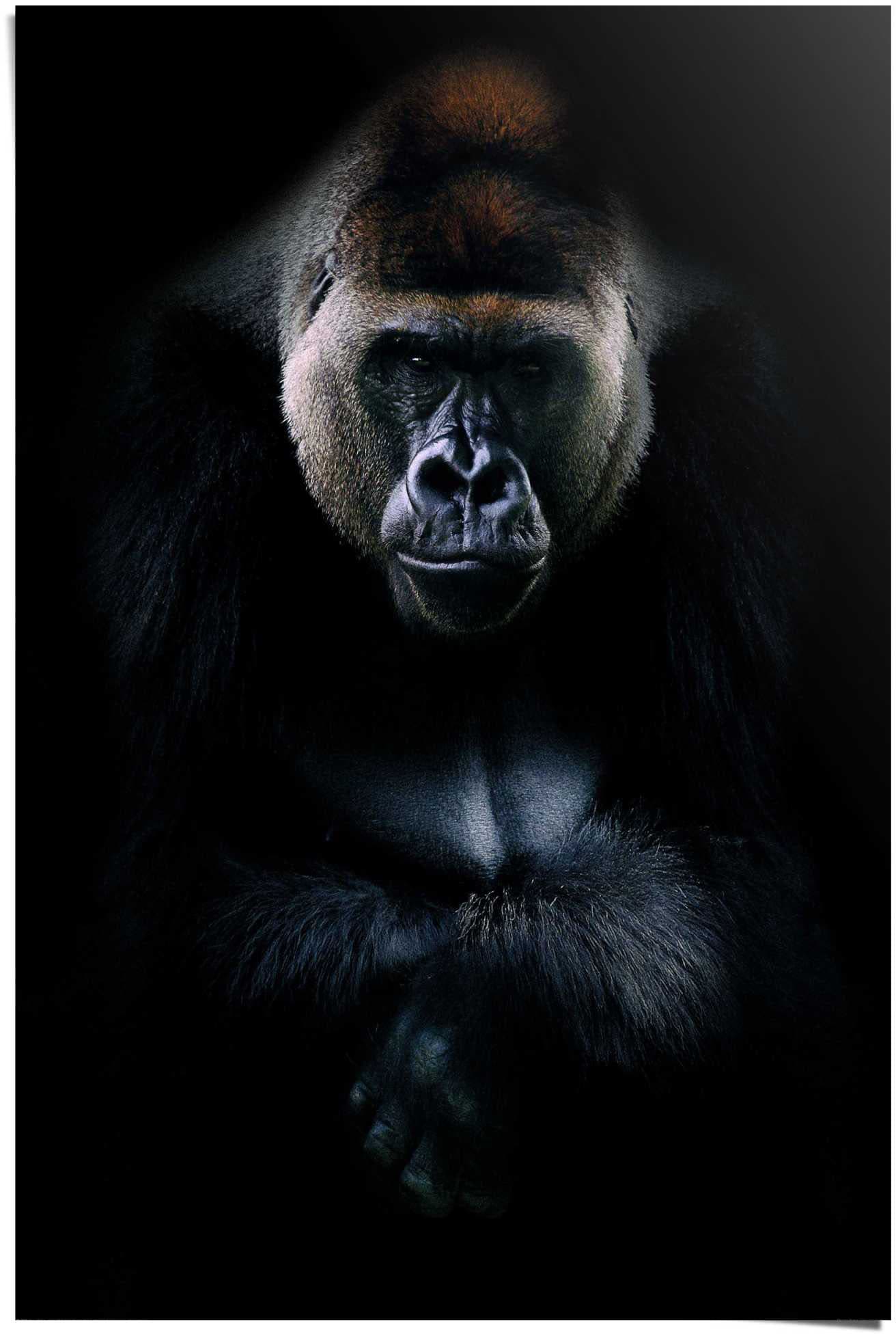 Reinders Poster "Gorilla Gorilla", (1 St.) von Reinders!