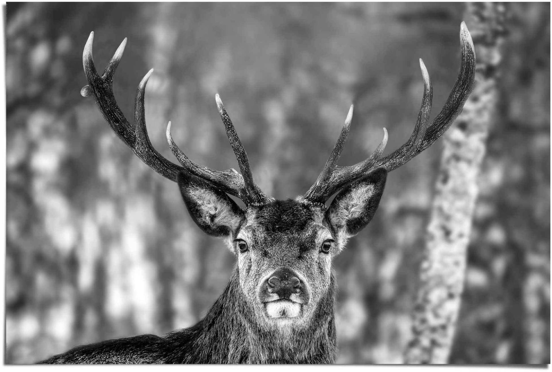 Reinders Poster "Hirsch im Winter", (1 St.) von Reinders!