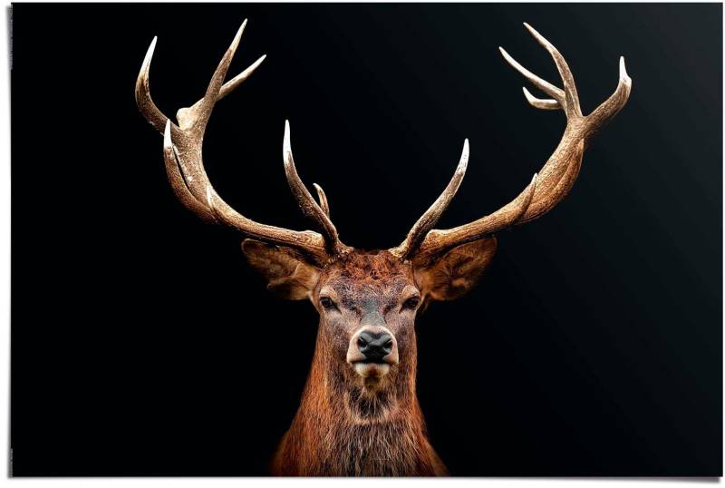 Reinders Poster "Hirsch" von Reinders!