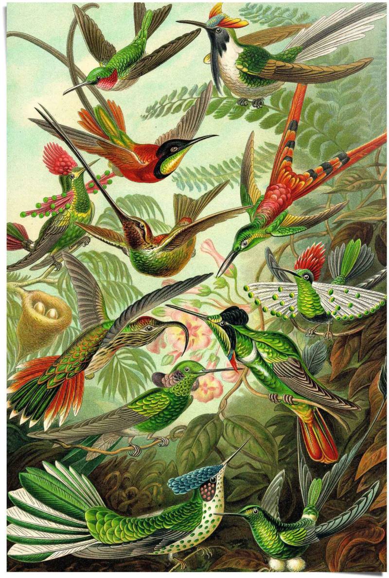 Reinders Poster "Hummingbirds Vogel - Tiermotiv - Natur - Botanisch - Ernst Haeckel" 1 Stk. tlg. von Reinders!