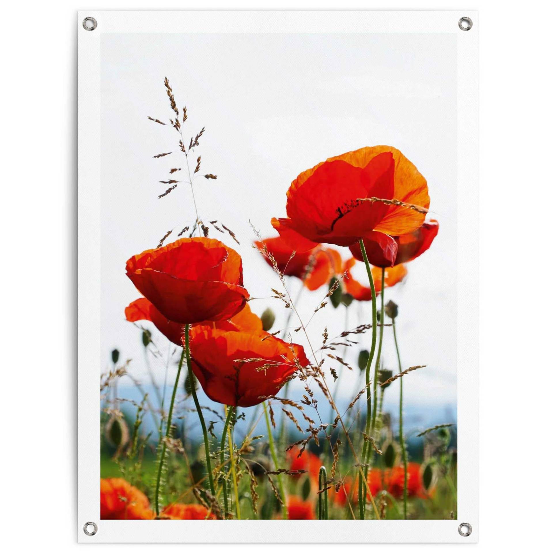 Reinders Poster "Mohnblumen" von Reinders!