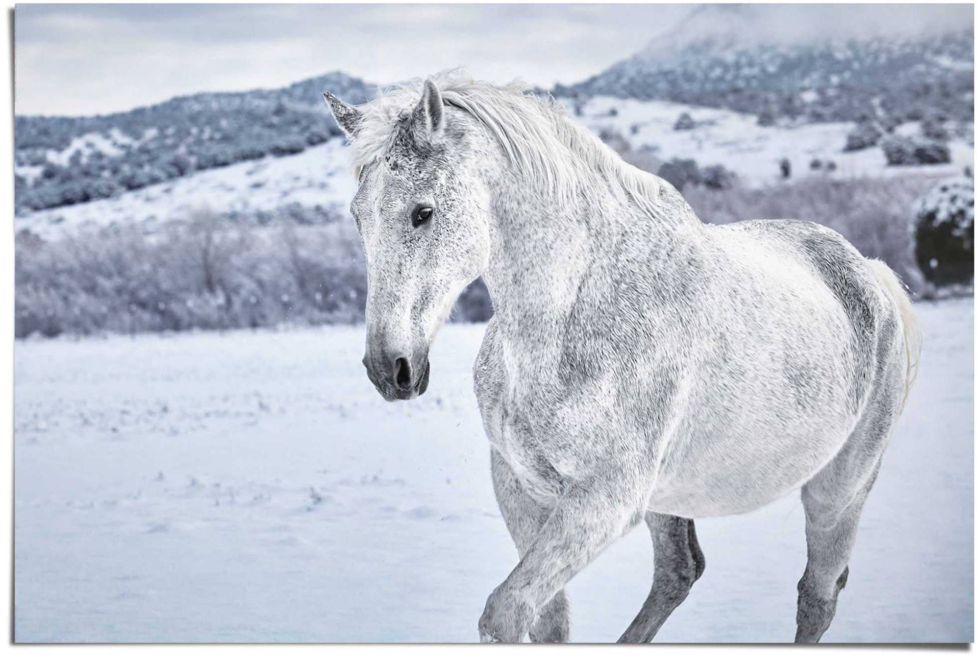 Reinders Poster "Pferd im Schnee", (1 St.) von Reinders!