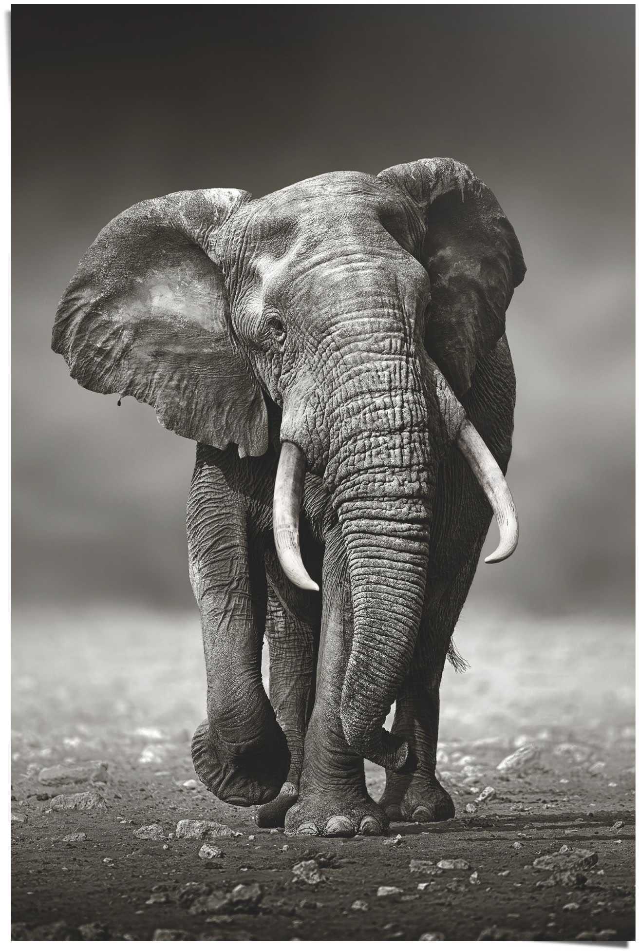 Reinders Poster "Poster Elefant Wanderung", Elefanten, (1 St.) von Reinders!