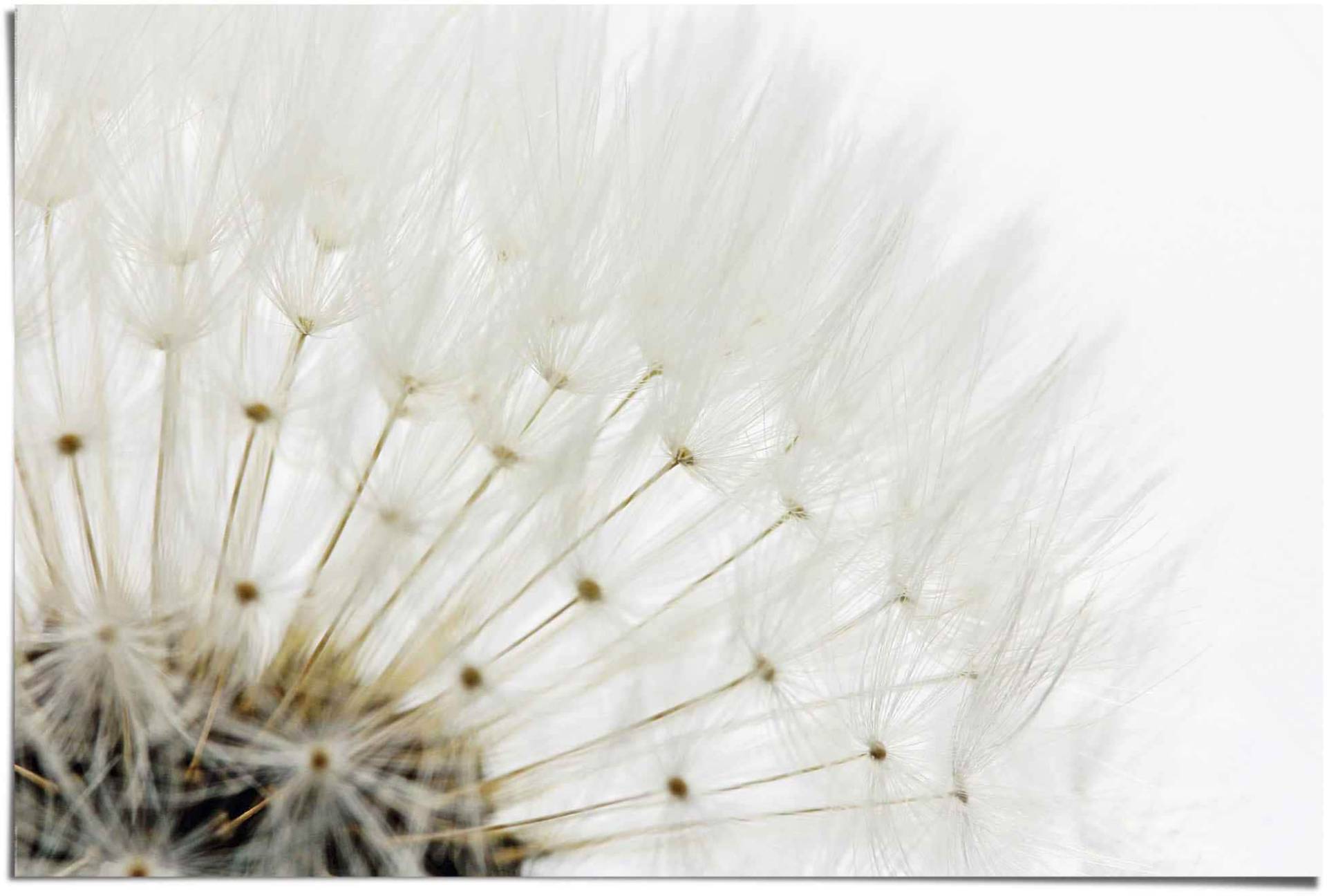 Reinders Poster "Pusteblume Weiß", (1 St.) von Reinders!