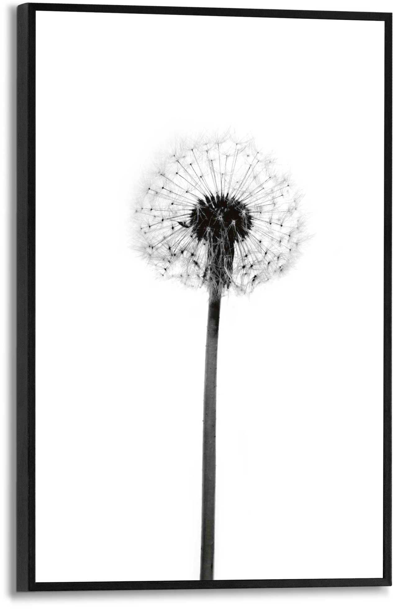 Reinders Poster "Pusteblume" von Reinders!