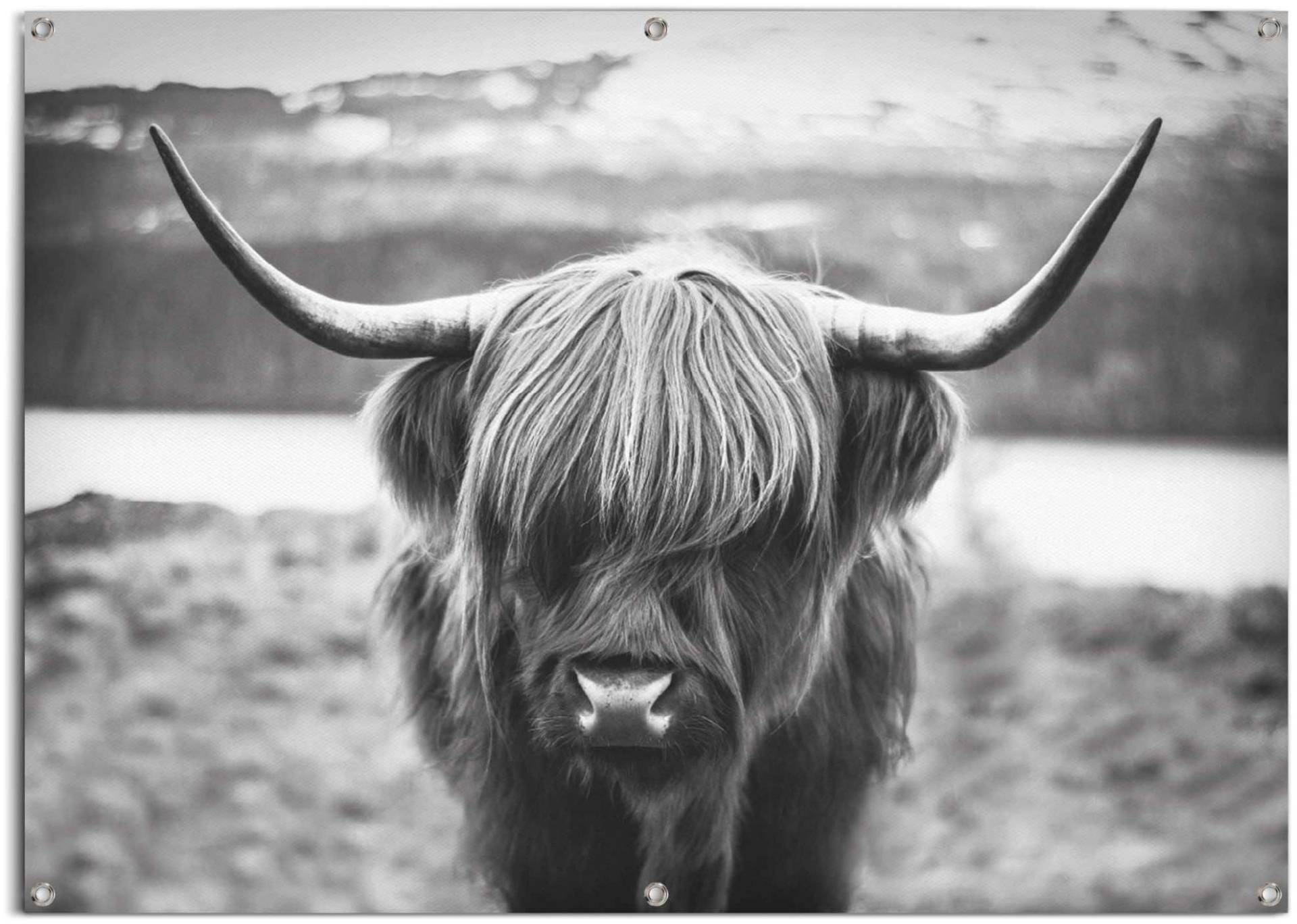 Reinders Poster "Schottische Hochlandrind" leichtes und wasserfestes Gartenposter für den Außeneinsatz von Reinders!