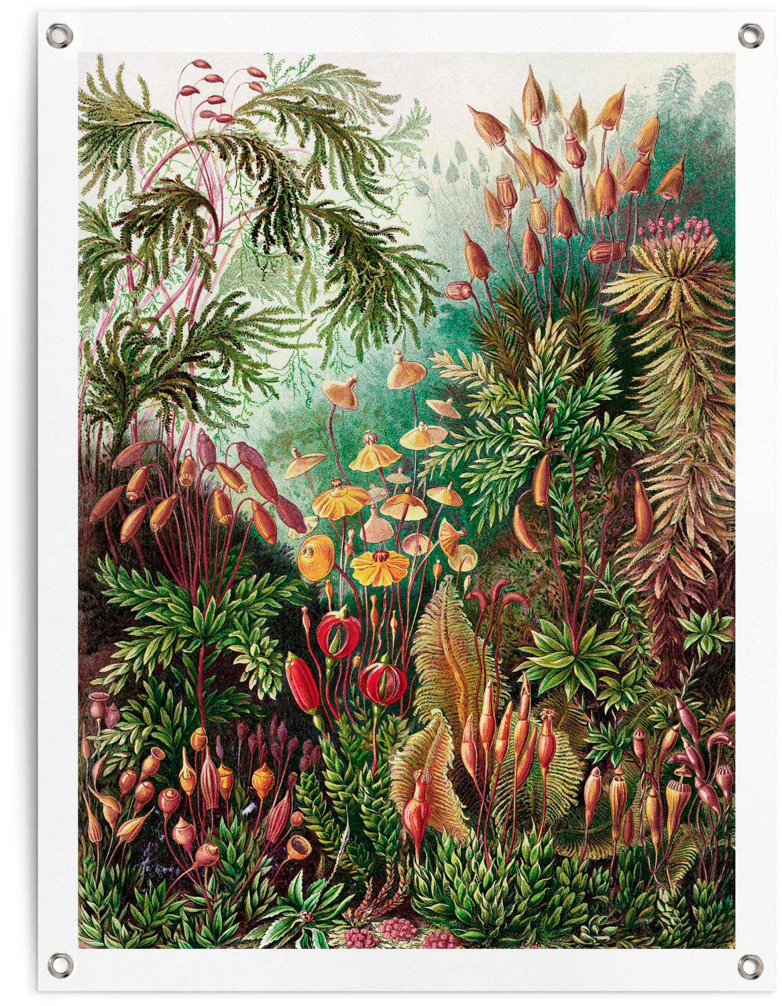 Reinders Poster "Sea Flora" von Reinders!