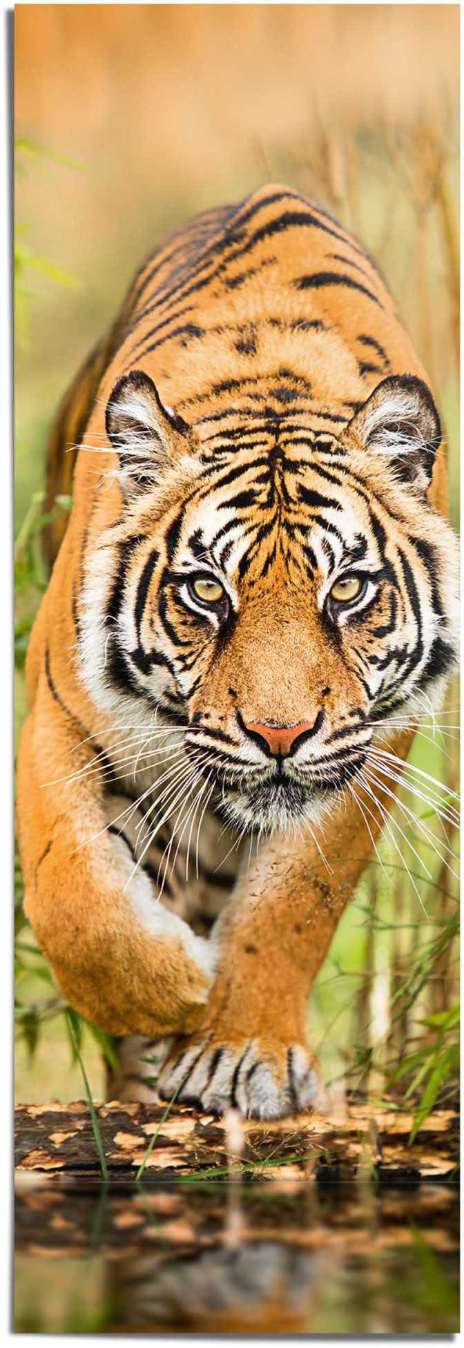 Reinders Poster "Tiger im Anflug" von Reinders!