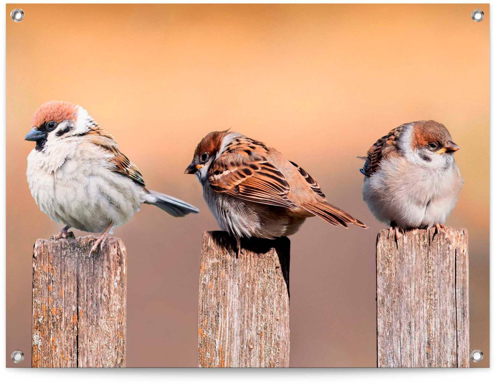 Reinders Poster "Vogelfamilie" von Reinders!