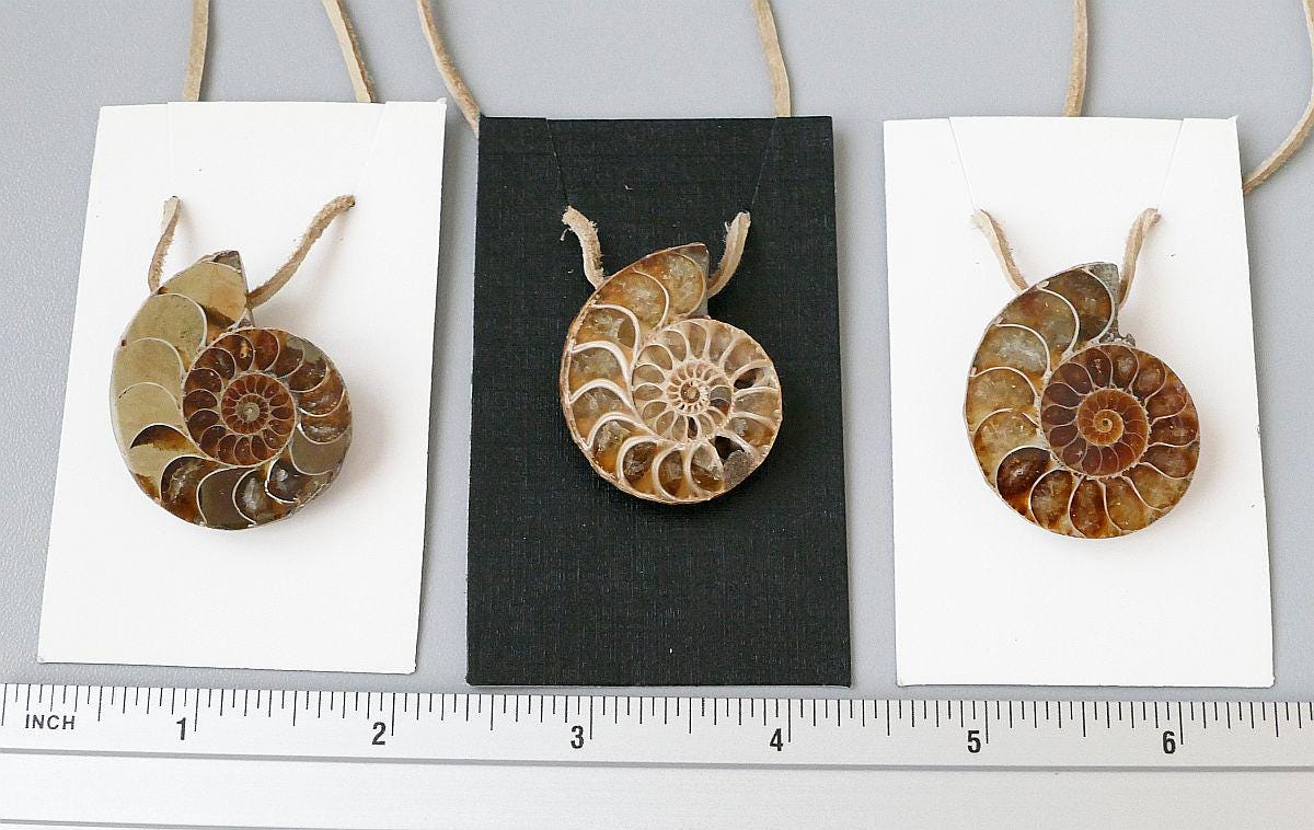 Fossile Madagaskar Ammonit Cleoniceras Cleon Halb Schnitt Gebohrter Anhänger Mit Leder | Über 100 Myo Fossile Madagaskar Ammonit Cleoniceras Cleon Halb Schnitt Gebohrter Anhänger Mit Leder | Über 100 Myo von RockShopCZ
