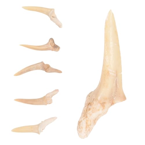 SHERCHPRY 6 Stück Haifischzahn Anhänger Halsketten für Männer und Jungen Handgefertigter Fossilierter Schmuck Verstellbar Leicht Robust Cooler Halsschmuck für Alltag und Urlaub von SHERCHPRY
