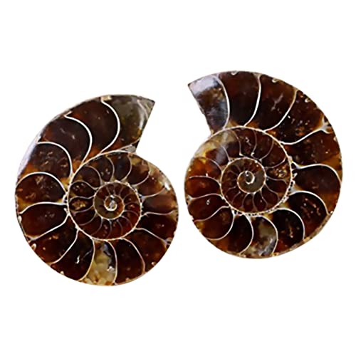 SOLUSTRE 2 Stück Ammoniten-Markierung Tischdekoration Steindekoration Schreibtischspielzeug Dekoration Für Zuhause Tierproben Tierknochen Mustermodell Dekoration Kinderspielzeug von SOLUSTRE