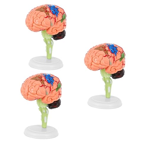 SOLUSTRE 3 Stück Biologie Gehirn Schädel Menschheit Bildungsdisplay Arterie Krankenhausgröße Werkzeuge Abnehmbare Schaufensterpuppe Anatomisch Spielzeug Lebensgefäßmodell Mann von SOLUSTRE
