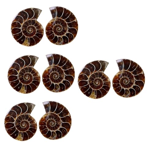 SOLUSTRE 8 Stück Ammoniten-Fossil-Markierung Lernspielzeug Haushaltsdekoration Helle Hausdekorationen Für Zuhause Meerestierproben Ammoniten-Spielzeug Schreibtischaufsatz von SOLUSTRE