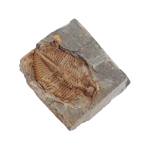 SOLUSTRE Trilobiten-fossil Dekorative Trilobit-skulptur Trilobiten-figur Gefälschtes Trilobit-modell Flugsaurier-trilobit-ornament Künstliches Trilobitenskelett Echtes Fossil Ozean Zubehör von SOLUSTRE