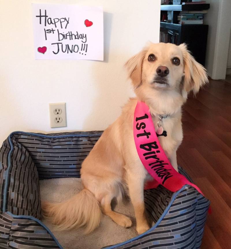 Haustier-Schärpe - Hunde-Schärpe Haustier Geburtstag Hundegeburtstag Individuelle Schärpe von SassySashSashes